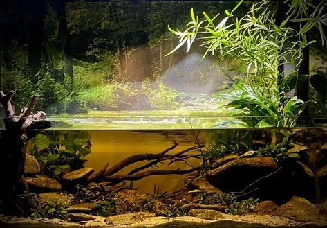 Black Water Aquascape, Black Water Aquarium, Amazon Aquarium, Turtle Tank Setup Ideas, Blackwater Aquarium, Tank Setup Ideas, Turtle Tank Setup, Turtle Aquarium, Biotope Aquarium