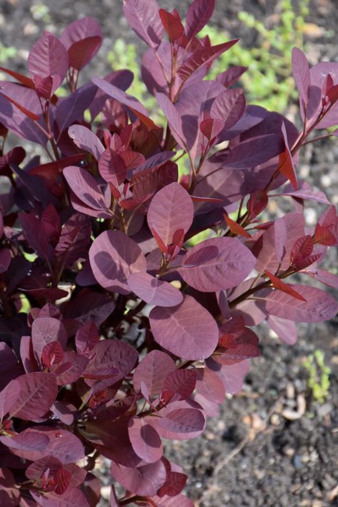 Black Velvet Purple Smokebush (Cotinus coggygria 'Black Velvet') at Roger's Gardens Purple Smokebush, Monica Smith, Cotinus Coggygria, Rogers Gardens, Velvet Purple, Flower Colors, Fall Wedding Bouquets, Late Winter, Four Season