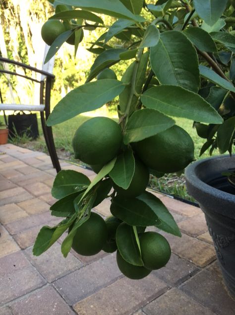 Tahitian Lime Tree, Growing Lime Tree In Pot, Lime Trees In Pots, Key Lime Tree In Pot, Potted Lime Tree, Lime Tree Care, Lime Tree In Pot, Mexican Lime Tree, Persian Lime Tree