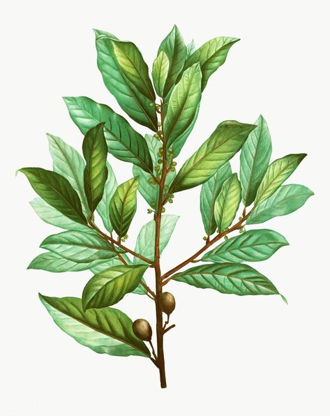 Laurel Plant, Bay Laurel Tree, Flowers To Draw, Herb Prints, Laurel Tree, Bay Laurel, Laurus Nobilis, Leaf Clipart, Plant Vector