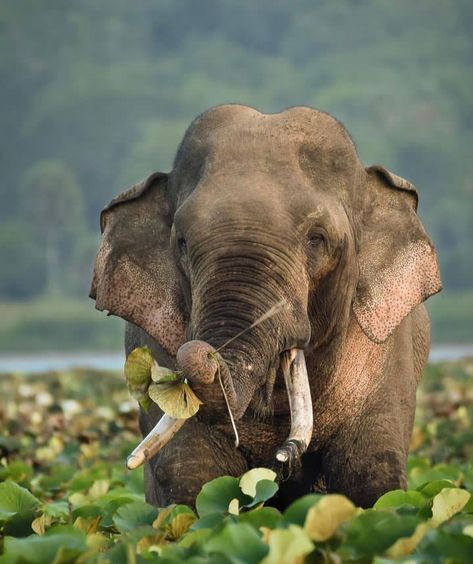 Elephants Sri Lanka. Asian Elephants. Travel Sri Lanka. Travel Asia. Travel photography. Travel Guide. Wildlife photography. Sri Lankan Elephant, Travel Sri Lanka, Asian Elephants, Elephant Photography, Elephant Wallpaper, Elephants Photos, Sri Lanka Travel, Asian Elephant, Travel Asia