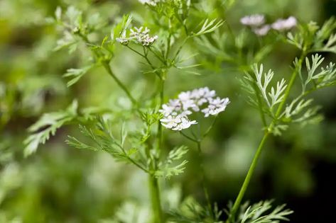 Coriander flowers How To Grow Coriander, Coriander Flower, Sorrel Plant, Growing Coriander, Herb Container, Herb Containers, Garden Herbs, Basil Plant, Romantic Summer