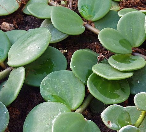 Peperomia rotundifolia close up picture Trailing Jade Plant Care, Trailing Jade Plant, Hope Peperomia, Peperomia Rotundifolia, Indoor Vine Plants, Radiator Plant, Plant Aesthetics, Plants With Pink Flowers, Indoor Vines