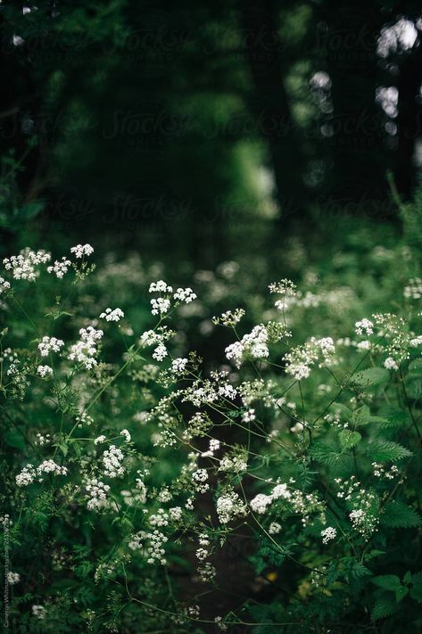 Nettle Aesthetic, Nettles Aesthetic, Yarrow Aesthetic, Sapphic Fairytale, Ash Core, Forest Vegetation, Gemini Moon, Green Academia, Animation Classes