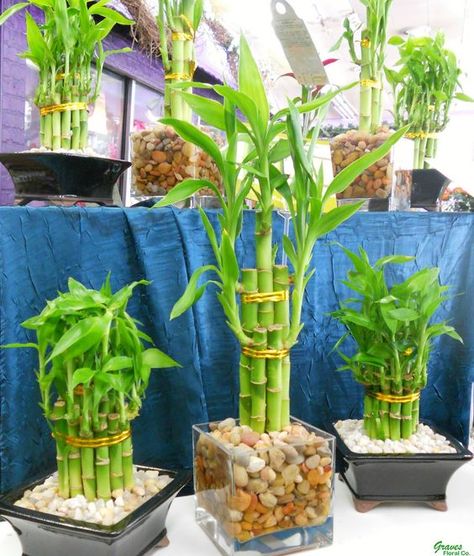 Bamboo House Plant, Bamboo Plant Care, Best Potted Plants, Tanaman Air, Lucky Bamboo Plants, Bamboo Care, Lucky Plant, Bamboo Plant, Lucky Bamboo