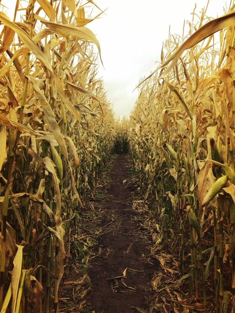 Inside a corn maze. Most fun in the dark with just a flashlight and the moon on Halloween! October Country, Children Of The Corn, Corn Field, Over The Garden Wall, Corn Maze, Stardew Valley, Fall Pictures, Best Seasons, Autumn Aesthetic