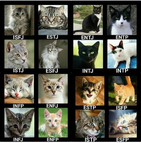 Intj Personality Animal, Mbti As Animals, Mbti Cats, Mbti Animals, Dogs Together, Personalidad Enfp, Mbti Charts, Intj T, Infj Type