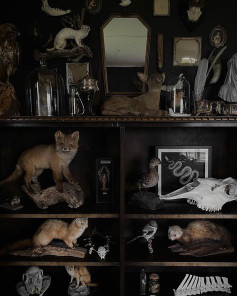 Gothic Taxidermy Decor, Macabre Home Decor, Taxidermy Shelf, Taxidermist Aesthetic, Antique Gothic Decor, Gothic Home Aesthetic, Gothic Room Aesthetic, Taxidermy Room, Gothic Home Decor Bedroom