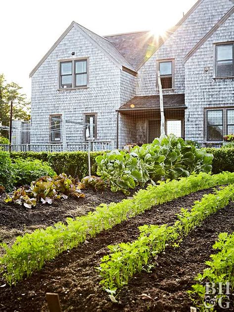 vegetable garden next to house Garden Rows, Indoor Vegetables, Garden Layout Vegetable, Small Vegetable Gardens, Succession Planting, Vegetable Garden For Beginners, Indoor Vegetable Gardening, Backyard Vegetable Gardens, Have Inspiration