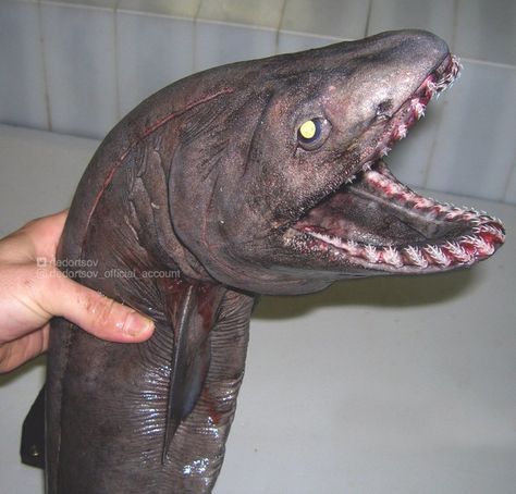 Russian Fisherman Shares Scary Photos of Deep-Sea Creatures | PetaPixel Alien Fish, Frilled Shark, Sea Spider, Weird Sea Creatures, Scary Photos, Shark Mouth, Scary Animals, Alien Character, Deep Sea Creatures