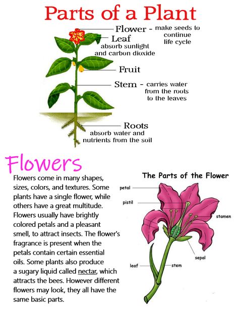 Parts of a Plant & Flowers ~ Anchor Chart * Jungle Academy Plants Information, Cell Biology Notes, Horticulture Education, Flower Parts, Plant Notes, Planting For Kids, Study Biology, Biology Classroom, Basic Anatomy And Physiology