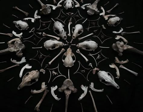 The VVitch | The North Realm Vulture Aesthetic, Bone Mandala, Skulls And Bones, Blithe Spirit, Vulture Culture, Bone Art, Animal Bones, Witch Aesthetic, After Life