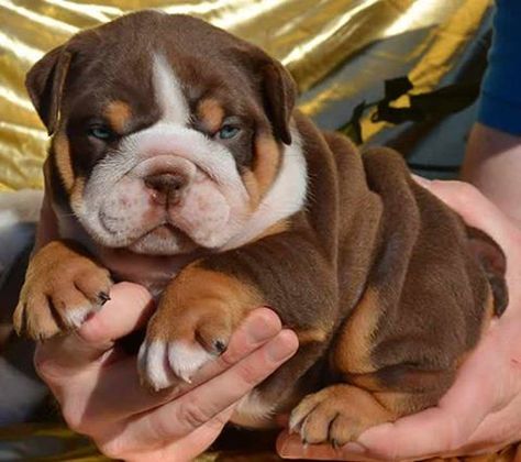 Chocolate Tri English Bulldog, English Bulldog Colors, Brown English Bulldog, English Bulldog Care, Puppy Bulldog, Cute Bulldog Puppies, Dog Breeding, Baby Ruth, Bulldog Puppies For Sale