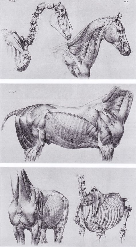 Inspirational Artworks: Animal art Regnul Animal, Horse Sketch, Horse Anatomy, Animal Skeletons, Animal Anatomy, Animal Study, Drawing Faces, Anatomy For Artists, Horse Drawings