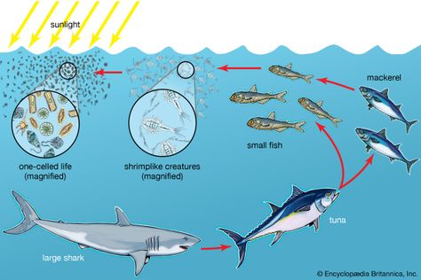 A food chain in the ocean begins with tiny one-celled organisms called diatoms. They make their own food from sunlight. Shrimplike creatures eat the diatoms. Small fish eat the shrimplike creatures, and bigger fish eat the small fish. Food Chains Anchor Chart, Food Chain Diagram, Ocean Food Web, Food Web Activities, Ocean Food Chain, Ecosystems Projects, Ocean Food, Ocean Habitat, Ocean Projects