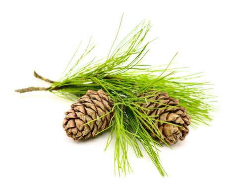 Cedar cones. Cedar branch with two cones on white #Sponsored , #paid, #ad, #Cedar, #branch, #white, #cones Cedrus Deodara, Sistem Pencernaan, Cedar Oil, Essential Oil Plants, Cedarwood Oil, Cedarwood Essential Oil, White Cedar, Citrus Oil, Astringent