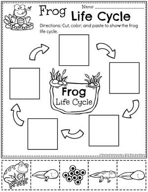 Life Cycle Theme For Preschool, Frog Life Cycle Worksheet Free Printable, Life Cycle Of A Frog Craft Preschool, Frog Lessons For Preschool, Frog And Pond Preschool Theme, Frog For Preschool, Spring Homeschool Preschool, Frog Life Cycle Preschool Activities, Pond Life Kindergarten Activities