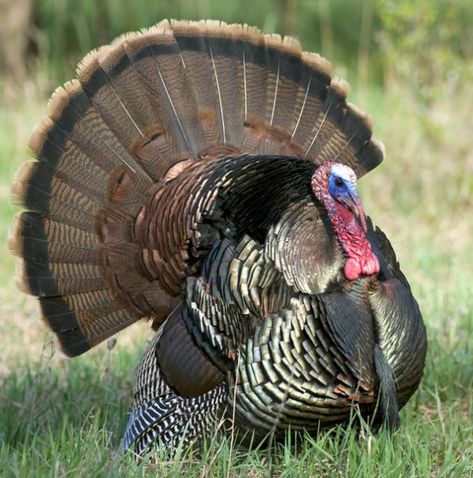 Turkey Hunting: Tips and Tactics from the Masters Turkey Pictures, Hunting Turkey, Turkey Calls, Quail Hunting, Deer Hunting Tips, Hunting Stuff, Hunting Life, Hunting Tips, Bird Hunting