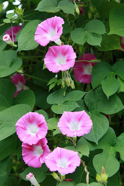 Morning Glory Flowers Aesthetic, Pink Morning Glory, Flowers For Algernon, Pink Morning, Morning Glory Flowers, Garden Pond Design, Valentine Bouquet, Morning Glories, Beautiful Pink Flowers