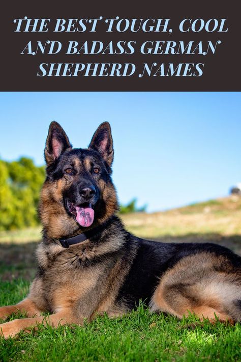 German Shepherd lying in grass German Shepherd For Sale, Badass Names, German Shepherd Names, Animals Lover, Dog Personality, Dogs For Sale, Free Dogs, Dog Health, Dog Care