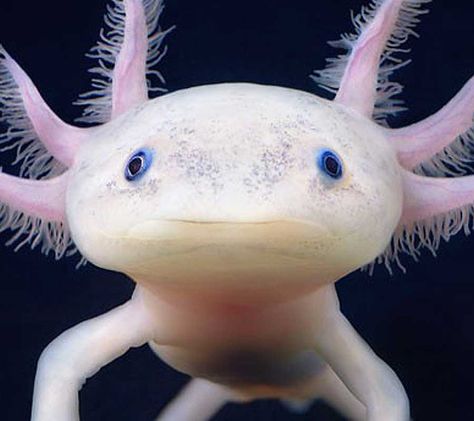 Axolotl - Malta National Aquarium Axolotl Stuff, Axolotl Cute, Baby Frog, Painted Pumpkin, Cute Animal Memes, Animal References, Types Of Animals, Unique Animals, Underwater World