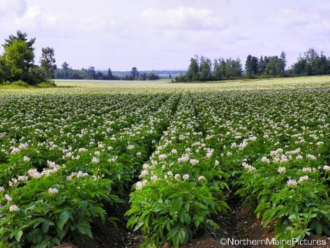 Potato field in Aroostook County Potato Farming, Potato Farm, Cash Crops, Farming Land, Maine Garden, Aroostook County, Travel Maine, Irish Potatoes, Northern Maine