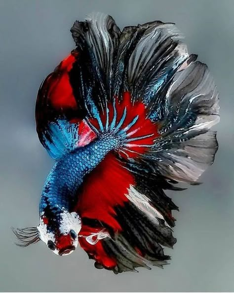 Betta Drawing, Koi Betta Fish, Betta Fish Types, Cool Fish Tanks, Pretty Fish, Betta Fish Tank, Beta Fish, Cool Fish, Beautiful Sea Creatures