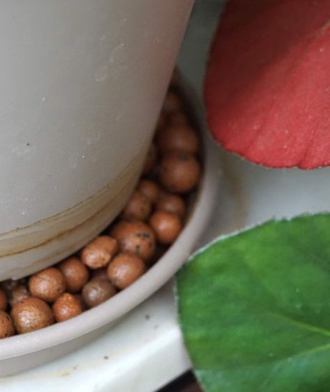 Use clay pebbles or balls in a saucer under houseplant pots to maximize moisture in the air around them. No more brown leaf tips, but healthy lush growth! Clay Pebbles For Plants, Clay Balls For Plants, Houseplant Pots, Zen Backyard, Planting In Clay, Bonsai Ficus, Rat Cage, Outside Plants, House Plant Pots