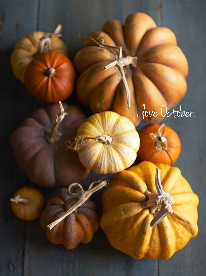 I love October! The Vander"blog Beautiful Vegetables, Pumpkins And Gourds, Autumn Love, Seasons Autumn, Still Life Photos, Love Autumn, Pumpkin Season, Fabulous Fall, I Love Fall