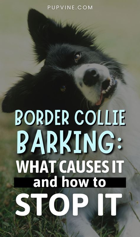 Border Collie Enrichment, Beach Dogs, Puppy Barking, Border Collie Puppies, Bearded Collie, Pet Care Tips, Dog Beach, Diy Dog, Dog Barking