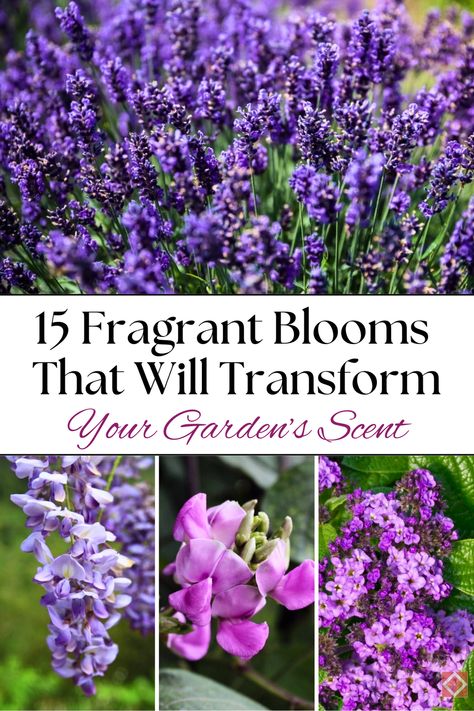 🌺 Transform your garden into a fragrant haven with these 15 must-have flowers! With the intoxicating scent of gardenias, lilacs, and more, your garden will become the perfect place to relax and enjoy nature. Ideal for gardening enthusiasts who want to add both fragrance and beauty to their garden. #Gardening #FragrantBlooms #GardenDesign Growing Vines, Fragrant Garden, Lavender Lemonade, Sense Of Smell, Thriving Garden, Indoor Plant Care, Sustainable Garden, Flowering Shrubs, Diy Garden Projects