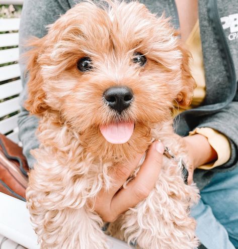 Cavapoo Grooming 101: Tips, FAQs, How To & More | Premier Pups Cavapoo Grooming Diy, Malti Poo Haircut Styles, Cavapoo Aesthetic, Cavapoo Grooming Styles, Cavapoo Haircut Styles, Cavapoo Grooming, Cavapoo Puppy, Puppy Cut, Grooming Style