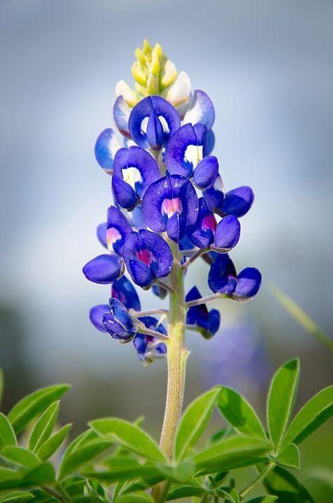 The state flower - Education in Action Texas Blue Bonnets, Bluebonnets Texas, 3 Bridesmaids, Texas Wildflowers, Blue Bonnet, Texas Bluebonnets, Indian Paintbrush, Loving Texas, Texas Girl