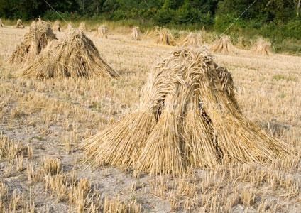 How To Grow & Harvest Wheat By Hand - http://www.ecosnippets.com/gardening/how-to-grow-harvest-wheat-by-hand/ Oregon Farm, Growing Wheat, Small Farming, Garden Wildlife, Homestead Life, Survival Garden, Homestead Farm, Homestead Gardens, Future Farms