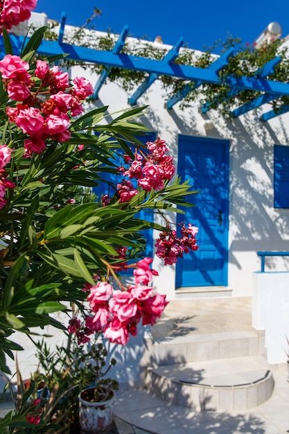 Tipica casa greca con porta blu e piante... | Premium Photo #Freepik #photo #mykonos #santorini #casa-mare #balcone-fiorito Santorini Island Greece, Greek House, Santorini Island, Blue Door, Bougainvillea, Mykonos, Premium Photo, Image Types, Santorini