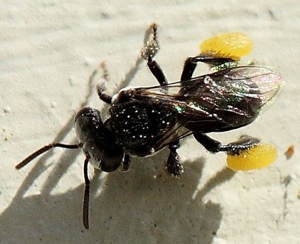 Australian Native stingless bees Environmental Articles, Stingless Bees, Bee Book, Farming System, Shower Thoughts, Bees And Wasps, Native Australians, Bee Garden, Reference Pictures