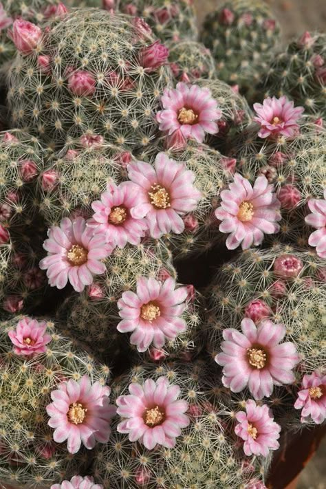 She Shed Bathroom, Shed Bathroom, Cactus Paintings, Cactus Rose, Cactus Photography, Pinterest Garden, Making Plant Pots, Blooming Cactus, World Beauty