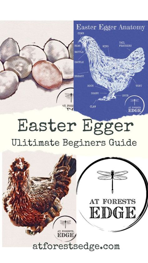 Easter Egger chicken, ultimate beginners guide to starting chickens Easter Eggers Chickens, Taking Care Of Chickens, Homestead Planning, Easter Egger Chicken, Chicken Facts, Easter Eggers, Colored Eggs, Chicken Farming, Backyard Chicken Farming