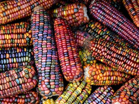 Colored Corn, Rainbow Corn, Flint Corn, Birth Colors, Livestock Feed, Corn Seed, Indian Corn, Corn Plant, Heirloom Vegetables