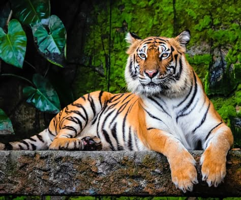 Tiger Reference Photo, Tiger Photo, Animal Pictures For Kids, Malayan Tiger, Tiger Photography, Tiger Images, Wild Animal Wallpaper, Tiger Artwork, Beautiful Tiger