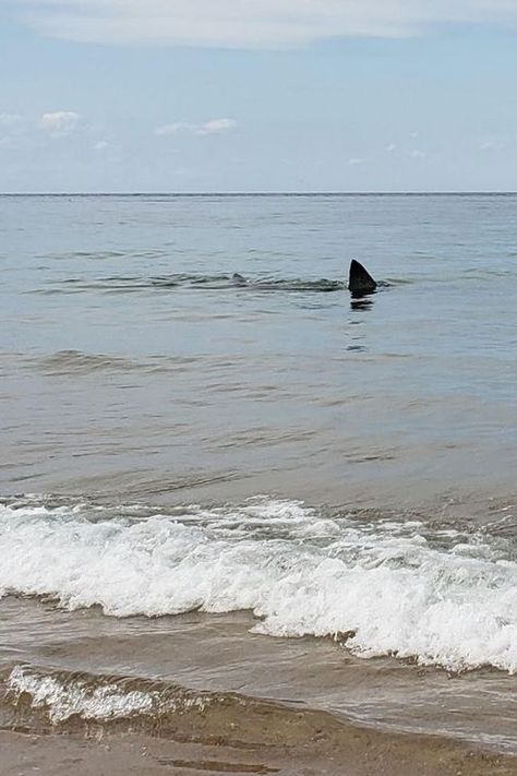 Great white shark is pictured very close to shore at Race Point Beach on Cape Cod - The Boston Globe Race Point Beach, Shark Activities, Cape Cod Beaches, Shark Swimming, Family Show, White Sharks, Great White Shark, Great White, Sharks