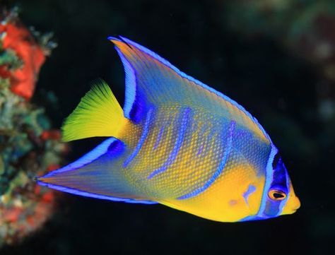 Queen Angelfish, Saltwater Aquarium Fish, Butterfly Fish, Fishing Pictures, Beautiful Sea Creatures, Marine Fish, Ocean Fishing, Underwater Creatures, Fish Drawings