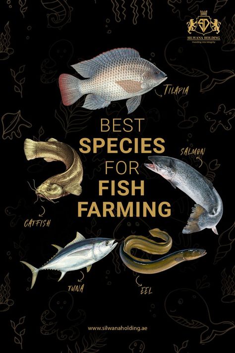 5 Top Fish Types Fish Farming Ideas, Tilapia Fish Farming, Supermarket Ideas, Water Engineering, Best Fish For Aquaponics, Aquaculture Fish, Animal Farming, Grouper Fish, Fish Types