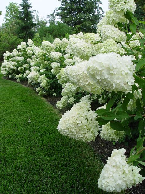 Little Lime Hydrangea, Limelight Hydrangeas, Hydrangea Landscaping, Limelight Hydrangea, White Hydrangeas, Hydrangea Garden, Hydrangea Paniculata, Planting Hydrangeas, Garden Shrubs