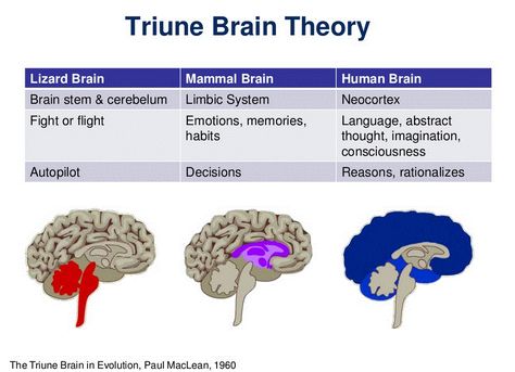 Level 2 -The Triune Brain Theory is an important piece of knowledge that allows us to better understand how our brains have developed. This theory shows the different parts of the brain that control our mind and body. Once we can comprehend how these various sections of the brain work together to control our functions we can learn how to stimulate growth in those regions and utilize these in our learning experiences. Triune Brain, Reptilian Brain, Brain Facts, Limbic System, Brain Anatomy, Brain Stem, The Human Brain, Brain Science, Self Regulation