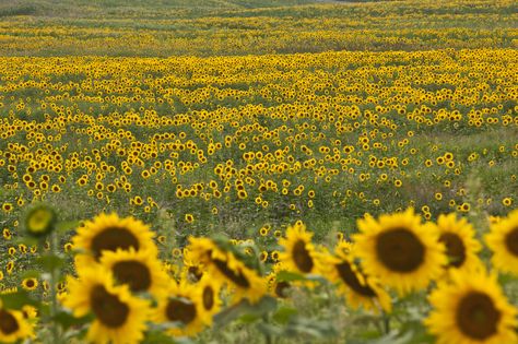 New Jersey's Sunflower Maze Is A Hidden Gem The Whole Family Can Enjoy Flowers Quotes Love, Flower Quotes Love, The Earth Laughs In Flowers, Earth Laughs In Flowers, Sunflower Quotes, Flowers Quotes, Sunflowers And Daisies, 100 Things To Do, Love Inspiration