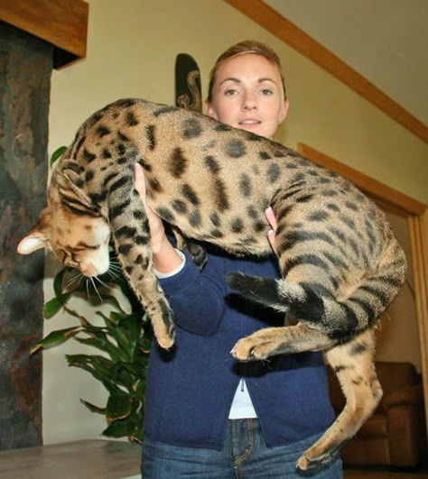 savannah studs Savanna Cat, Bengal Cat For Sale, Fuzzy Animals, Savannah Cats, Serval Cats, Cat Species, I Love Cats, Bengal Cats, Exotic Cats