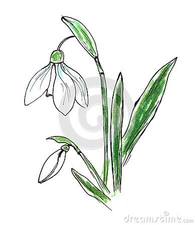 Snowdrop Drawing, Drop Sketch, Snow Drops Flowers, Flower On White Background, Pencil Drawings Of Flowers, Snow Drop, Leaf Watercolor, Flower Quilts, Floral Drawing