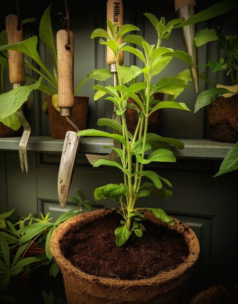 How To Grow Stevia. The Zero Calorie herb that’s 200 times sweeter than Sugar! Growing Stevia, Growing Sage, Growing Broccoli, Healing Tea, Stevia Plant, Healthy Sugar, Perennial Herbs, Small White Flowers, Zero Calories