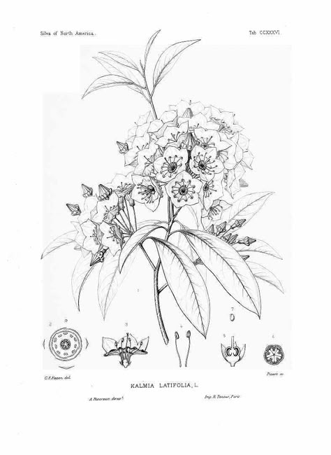 mountain laurel botanical drawing Mountain Laurel Illustration, Mountain Laurel Tattoo Simple, Mountain Laurel Flower Tattoo, Appalachian Mountain Tattoo, Laurel Flower Tattoo, Mountain Laurel Drawing, Laurel Drawing, Appalachian Wildflowers, Mountain Laurel Tattoo